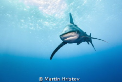 Oceanic Whitetips approaching by Martin Hristov 